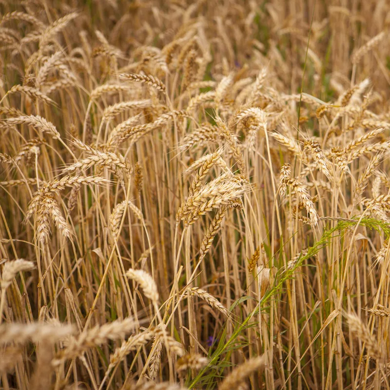 ICIT sensoren in gebruik